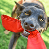 Double Bungee Tug-Rover Pet Products