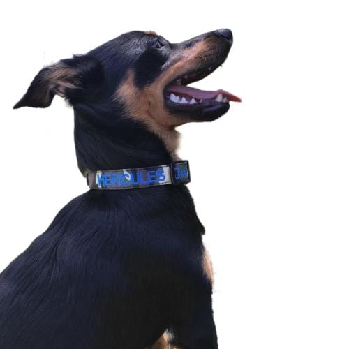 Camouflage-Dog Collar-Rover Pet Products