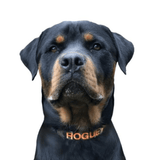 Camouflage-Dog Collar-Rover Pet Products