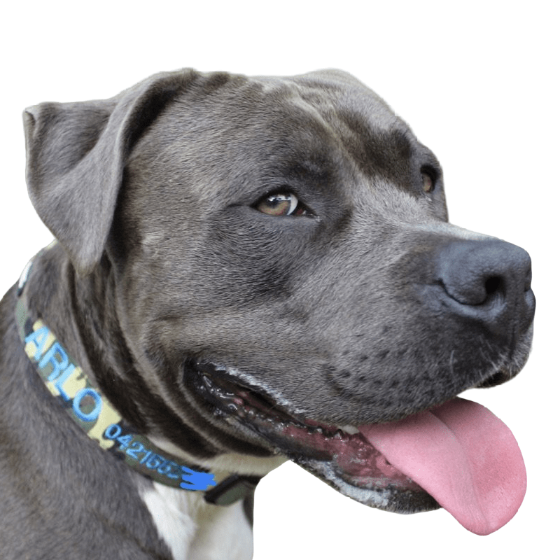 Camouflage-Dog Collar-Rover Pet Products