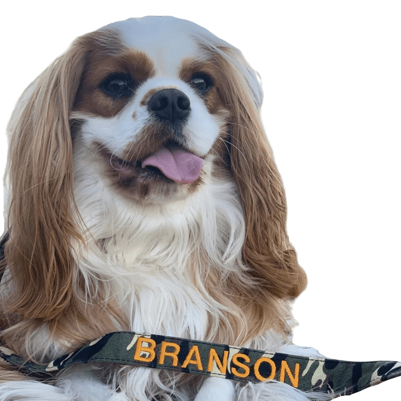 Camouflage-Dog Collar-Rover Pet Products