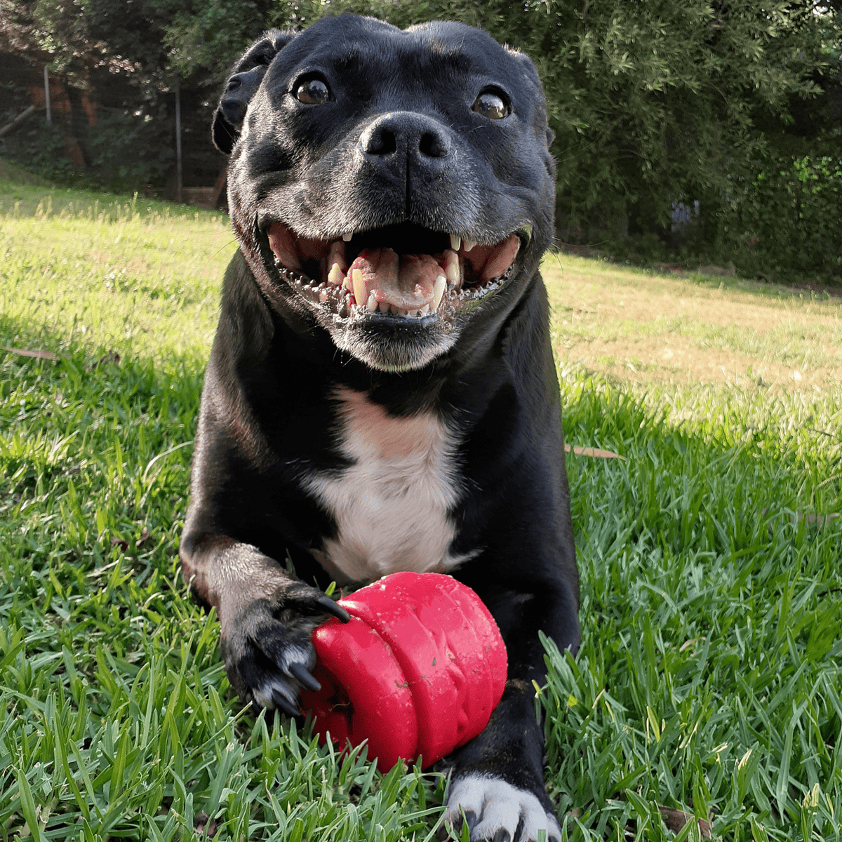 Cheeseburger - BROWN-Dog Toy-Rover Pet Products