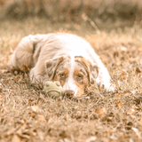 Bullfrog-Dog Toy-Rover Pet Products