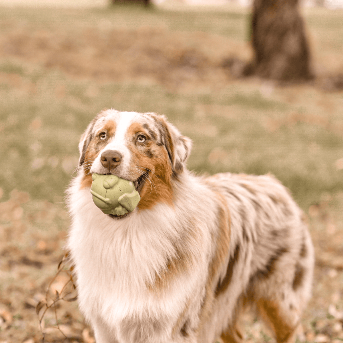 Bullfrog-Dog Toy-Rover Pet Products