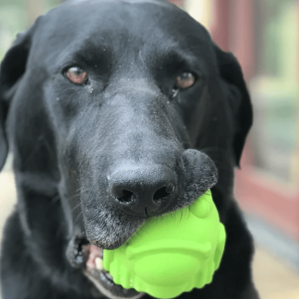 Bullfrog-Dog Toy-Rover Pet Products