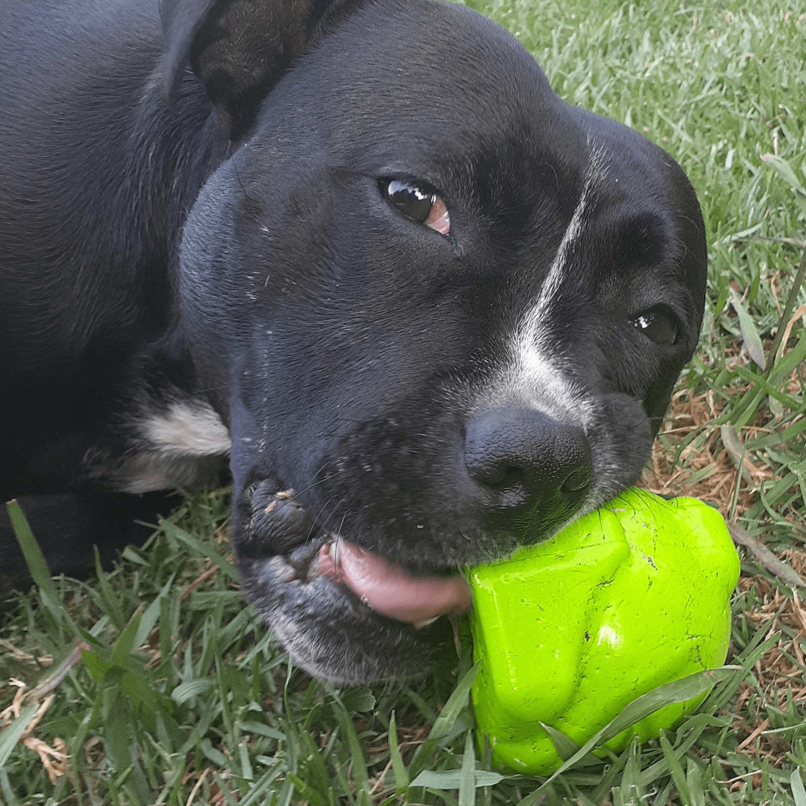 Bullfrog-Dog Toy-Rover Pet Products