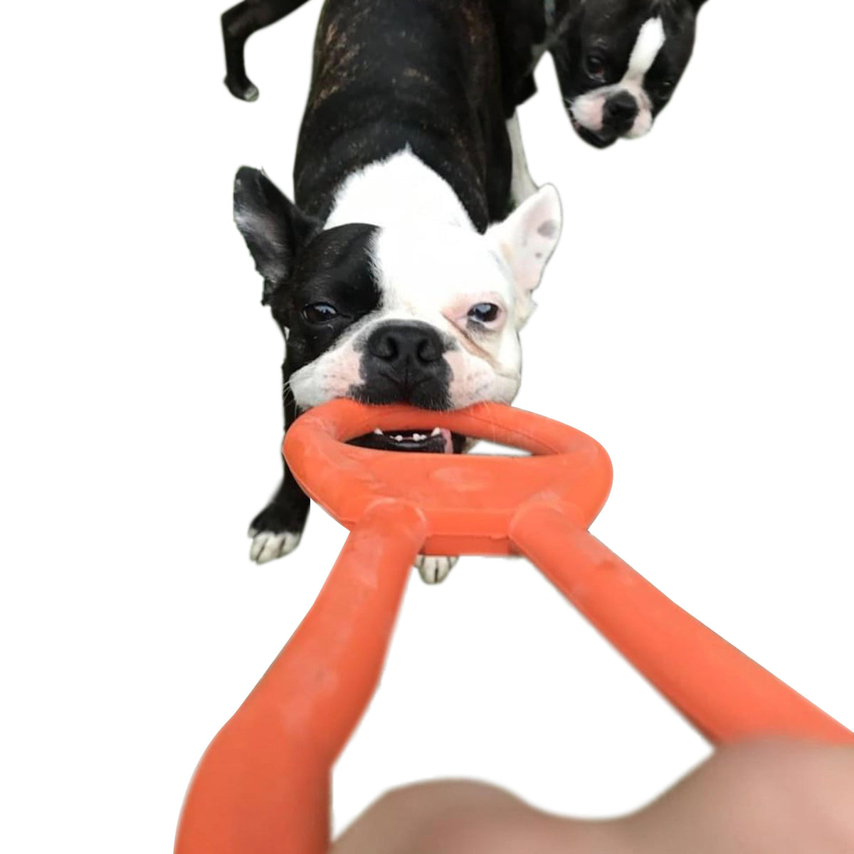 Can Opener Tug Toy-Dog Toy-Rover Pet Products