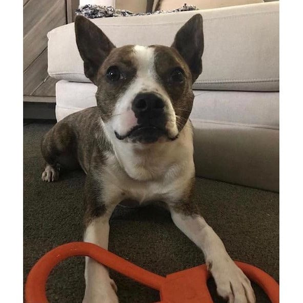 Can Opener Tug Toy-Dog Toy-Rover Pet Products