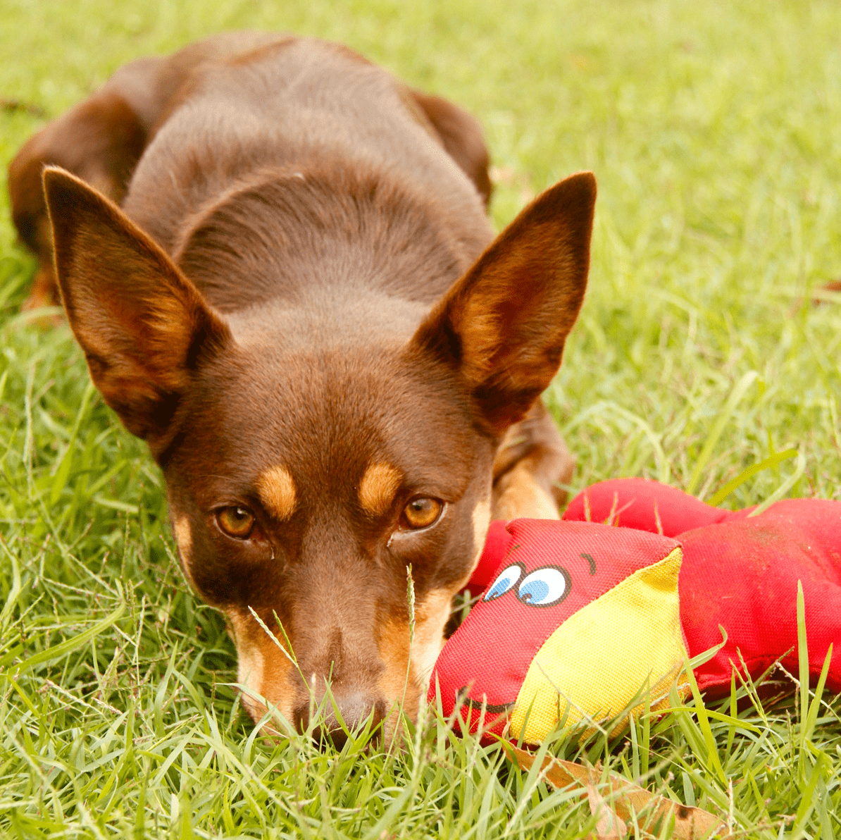 Diggity Dog-Unclassified-Rover Pet Products