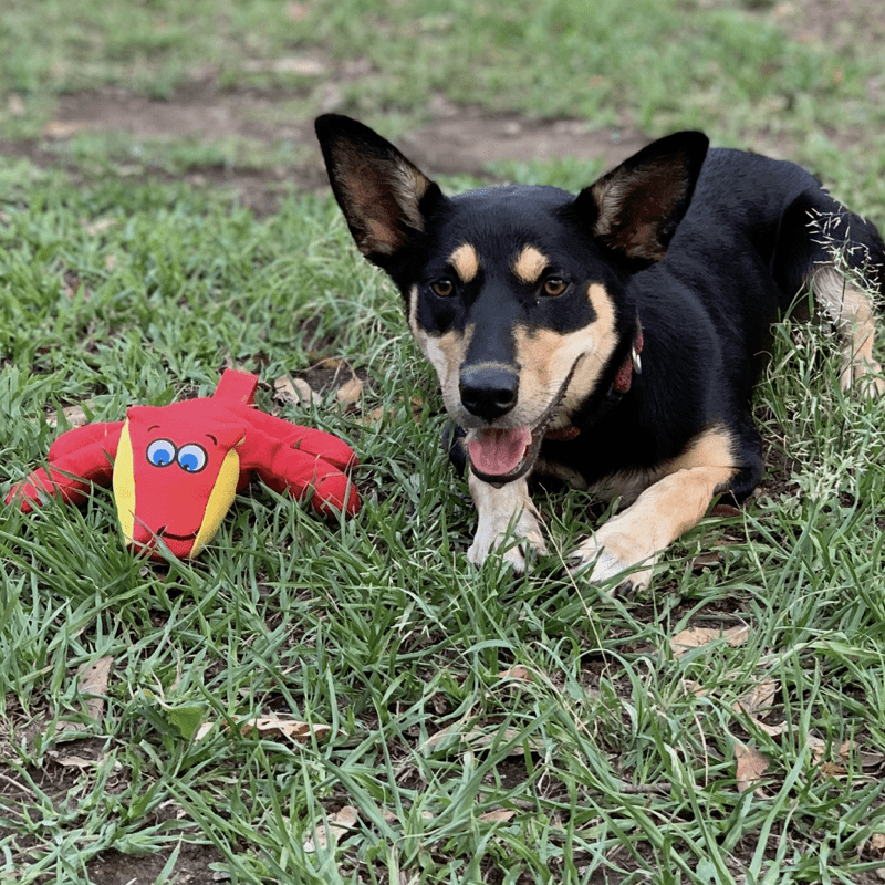 Diggity Dog-Unclassified-Rover Pet Products