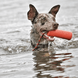 Firecracker Training Dummy-Dog Toy-Rover Pet Products