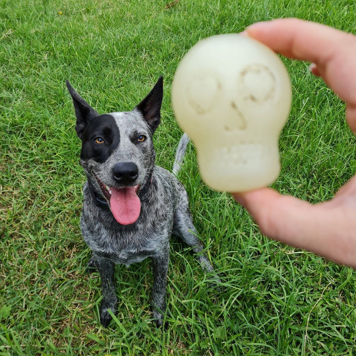 Glow In The Dark Skull (Medium)-Dog Toy-Rover Pet Products