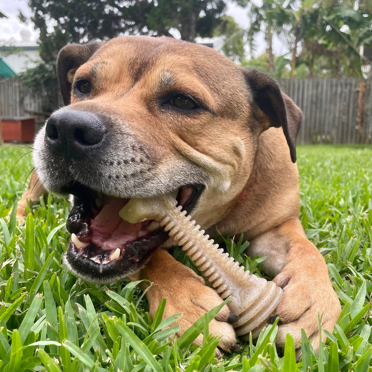 Honeybone Dental Tower-Dog Toy-Rover Pet Products