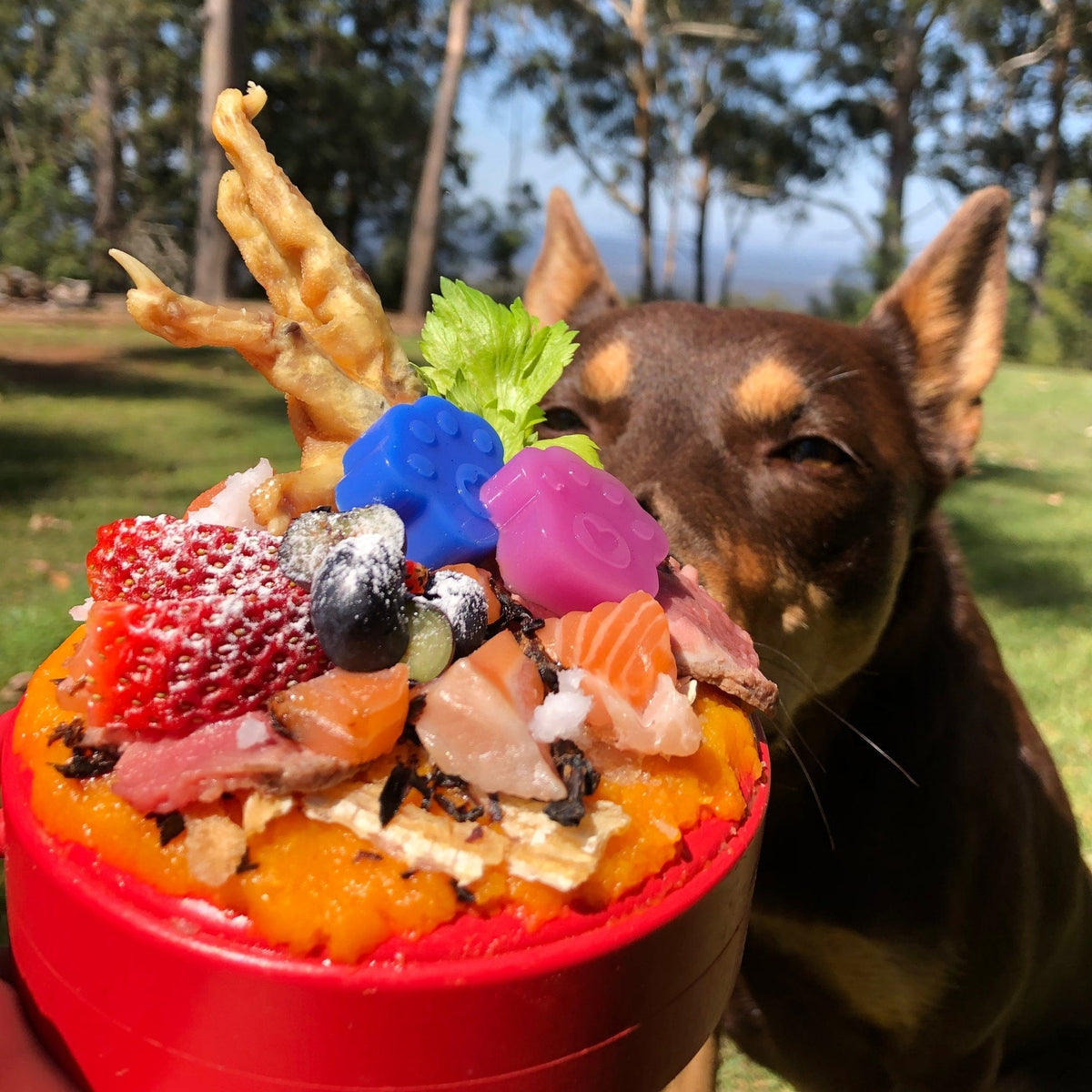 Lifesaver-Dog Toy-Rover Pet Products