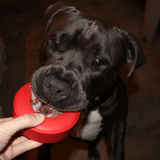 Lifesaver-Dog Toy-Rover Pet Products