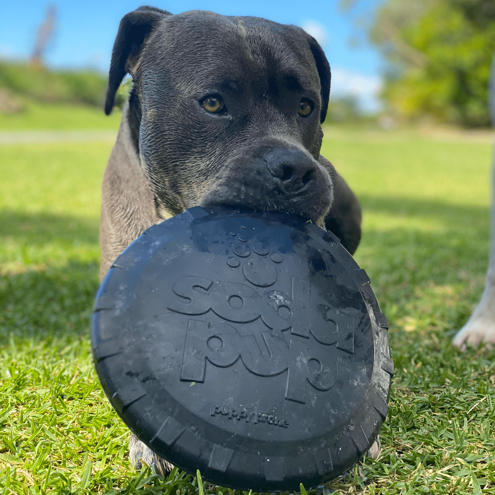 Magnum Bottle Top Flyer-Dog Toy-Rover Pet Products