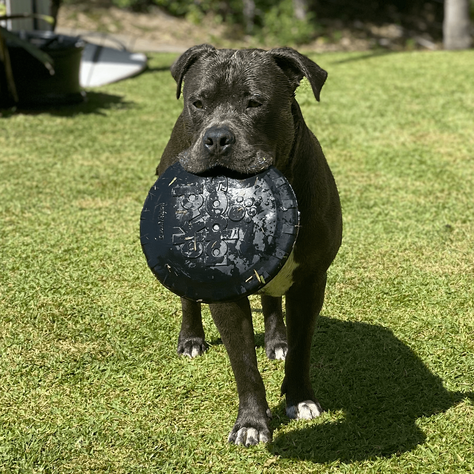 Magnum Bottle Top Flyer-Dog Toy-Rover Pet Products