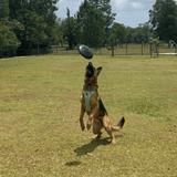Magnum Bottle Top Flyer-Dog Toy-Rover Pet Products