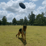 Magnum Bottle Top Flyer-Dog Toy-Rover Pet Products