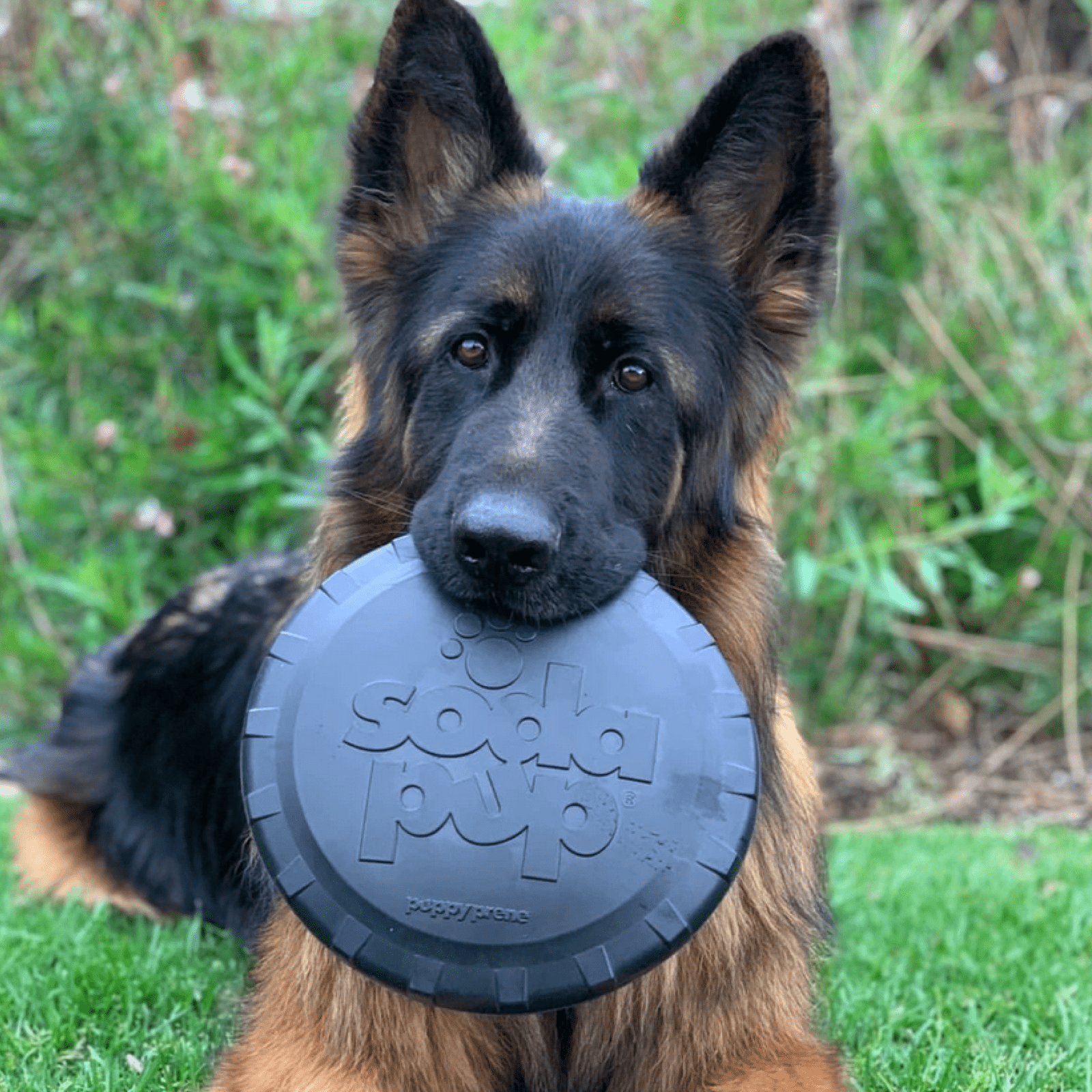 Magnum Bottle Top Flyer-Dog Toy-Rover Pet Products