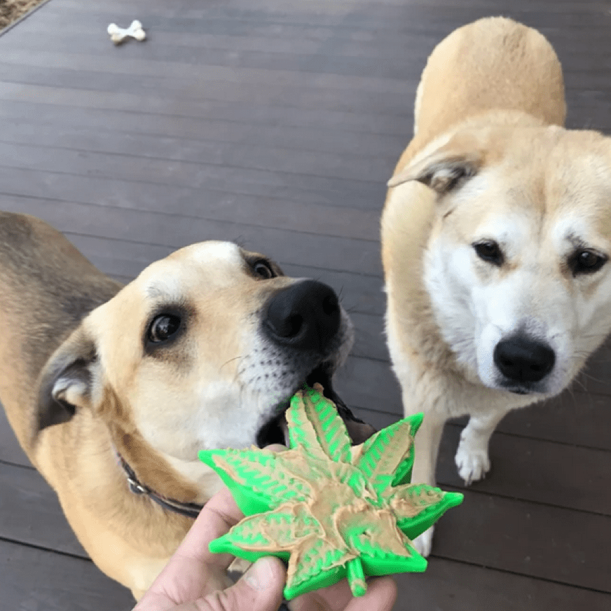 Maple Leaf-Dog Toy-Rover Pet Products