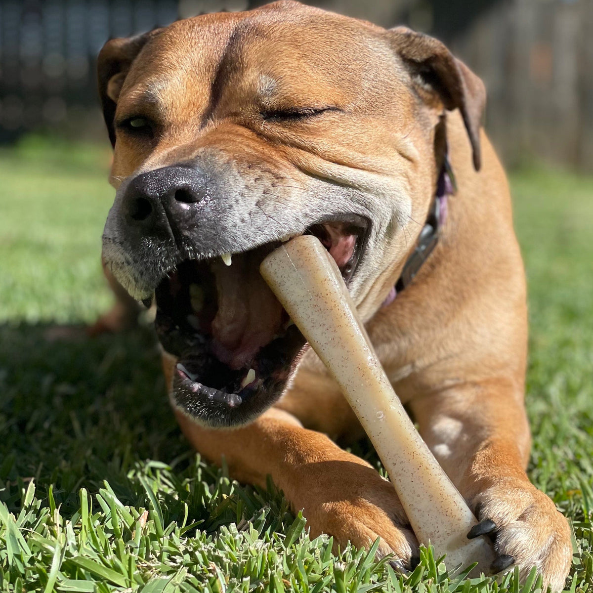 MOD Nylon Bone-Dog Toy-Rover Pet Products