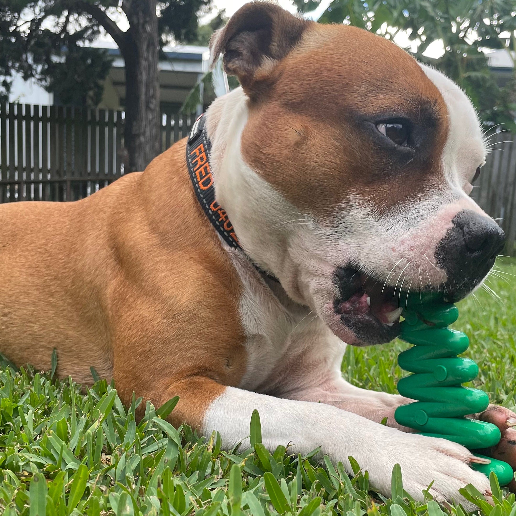 Nylon Christmas Tree-Dog Toy-Rover Pet Products