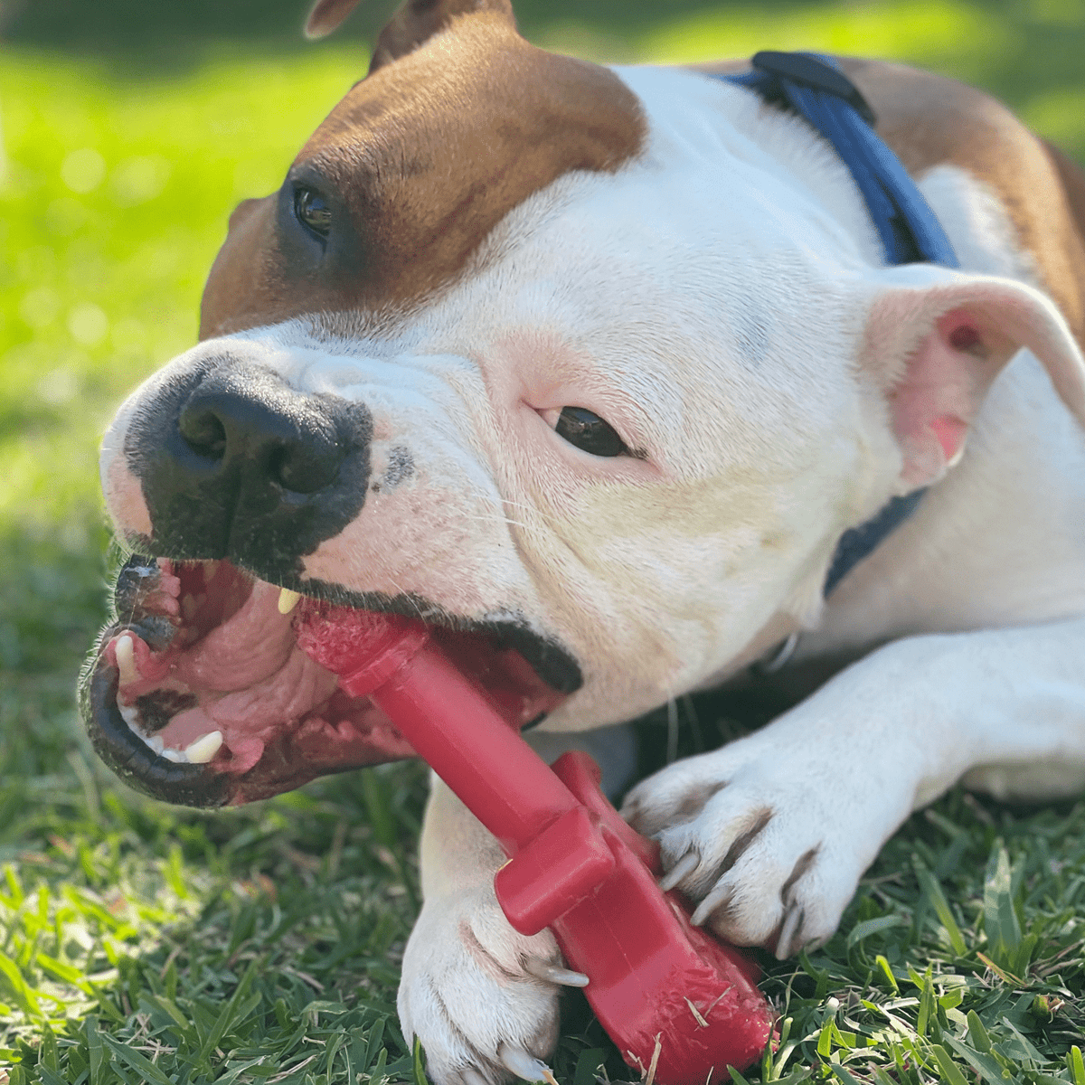 Nylon Key To My Heart-Dog Toy-Rover Pet Products