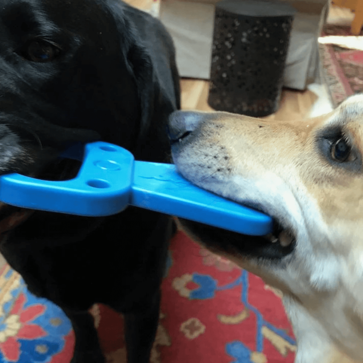 Nylon Pull Tab-Dog Toy-Rover Pet Products