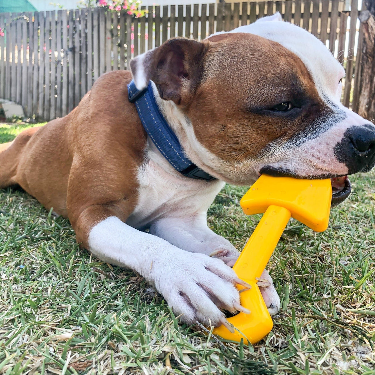 Nylon Shovel-Dog Toy-Rover Pet Products