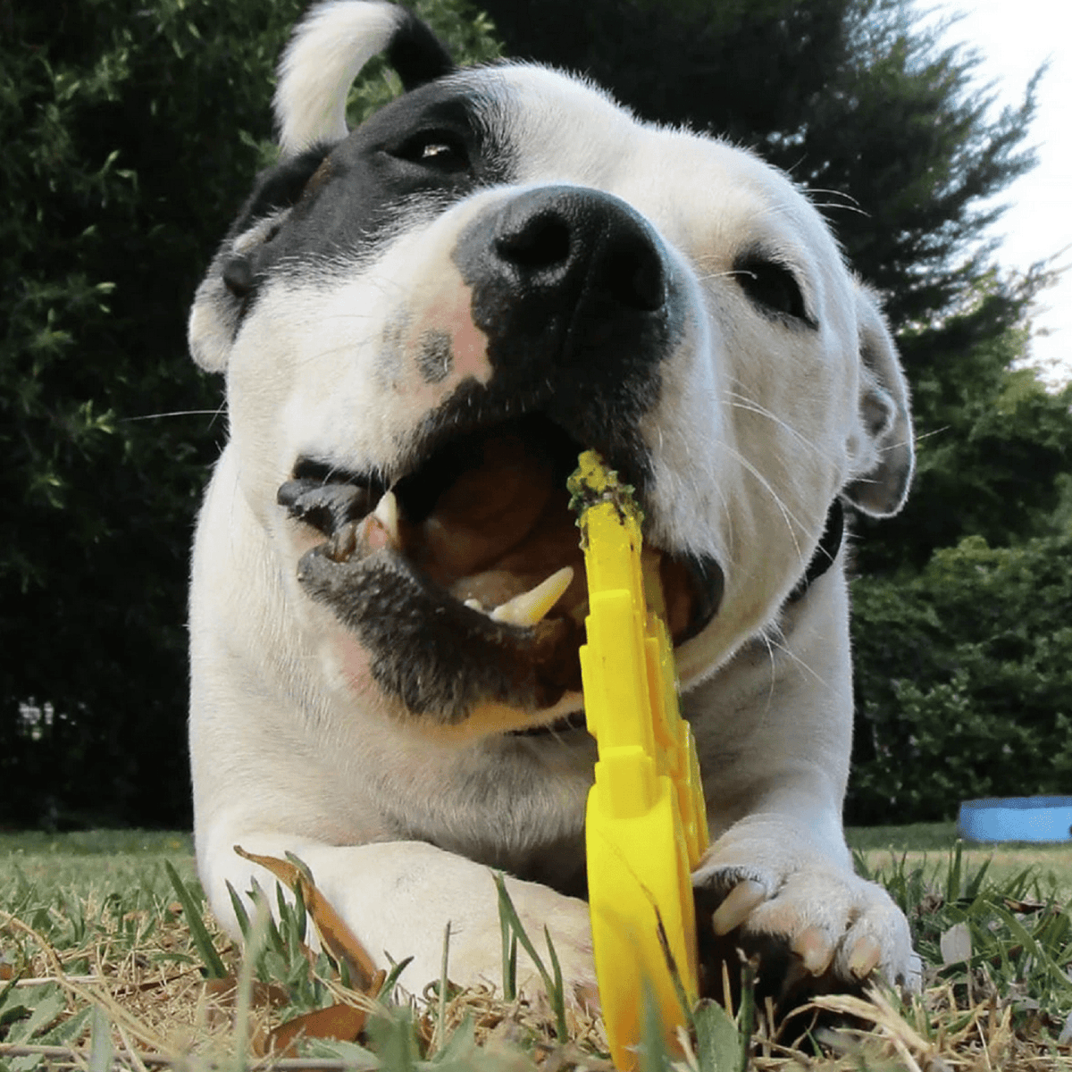 Nylon Tractor-Dog Toy-Rover Pet Products