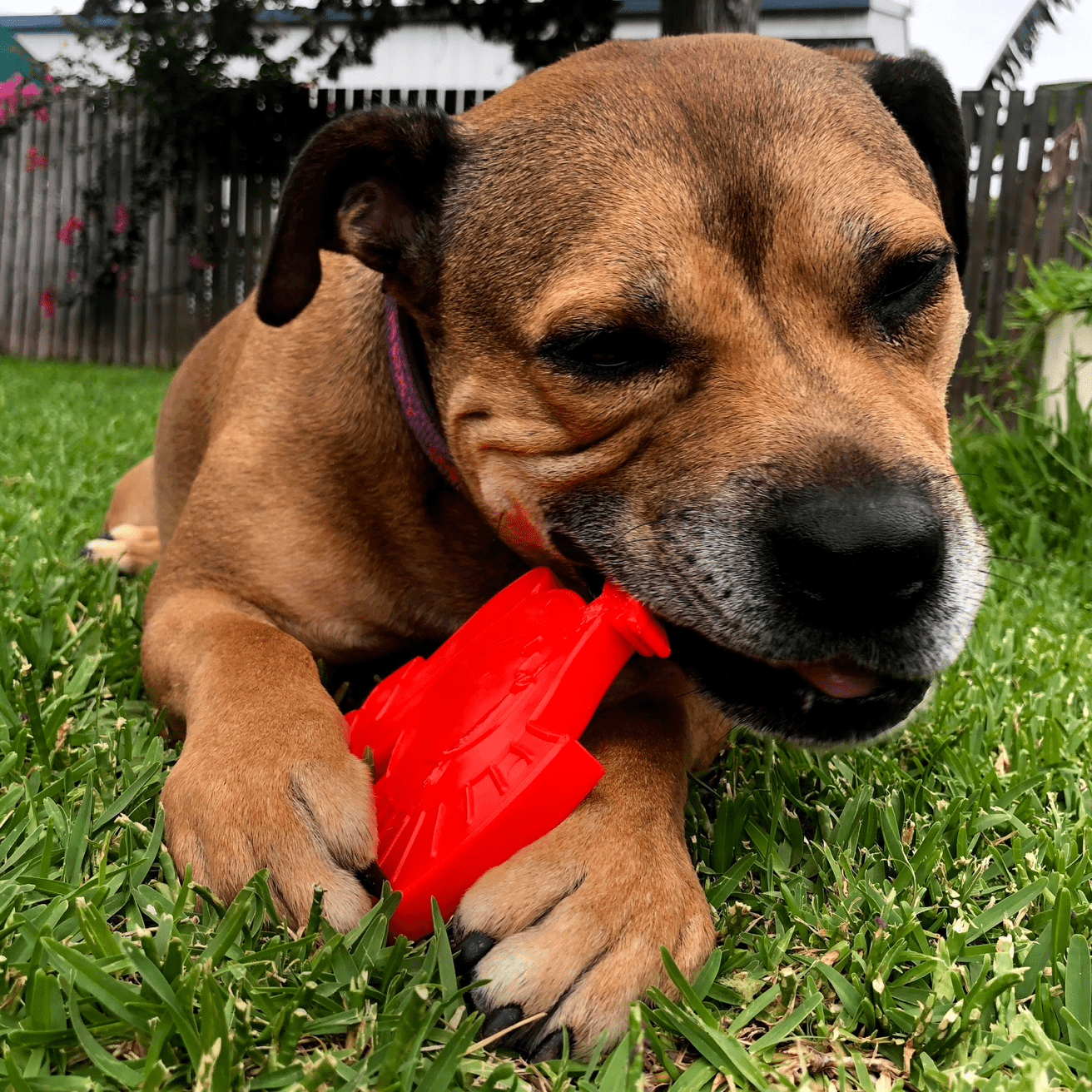 Nylon Turkey-Dog Toy-Rover Pet Products