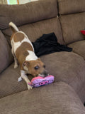 Pokey the Pig-Unclassified-Rover Pet Products