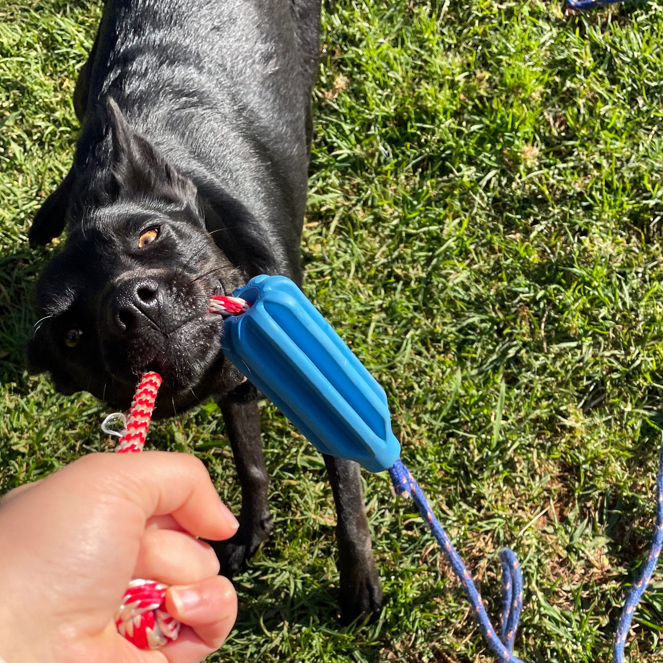 Rocket Pop Dental and Retrieving Toy-Dog Toy-Rover Pet Products