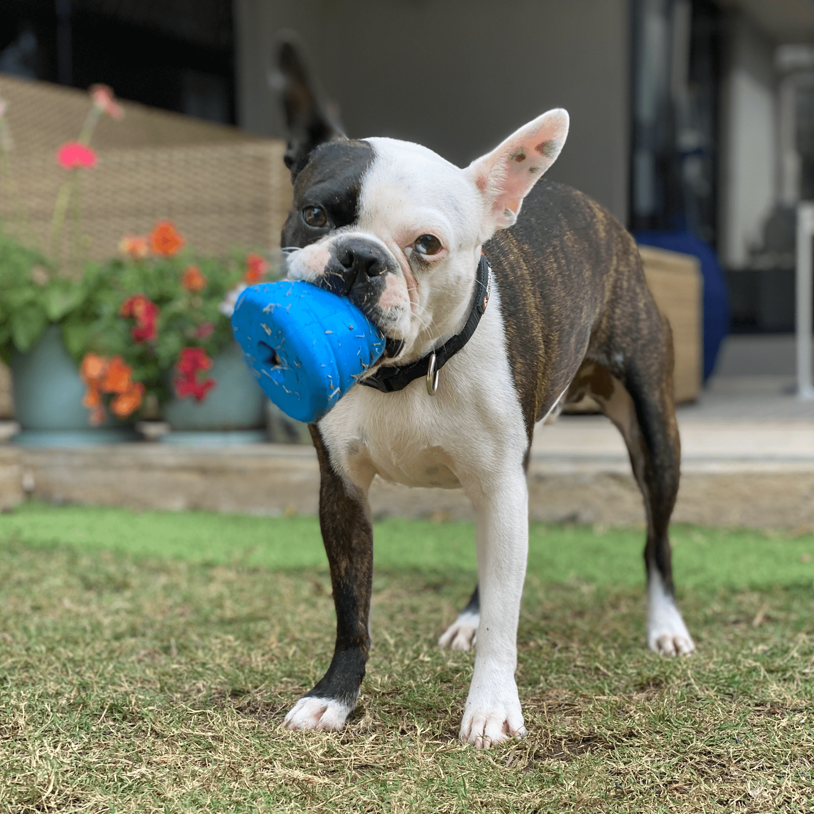 Space Capsule-Dog Toy-Rover Pet Products