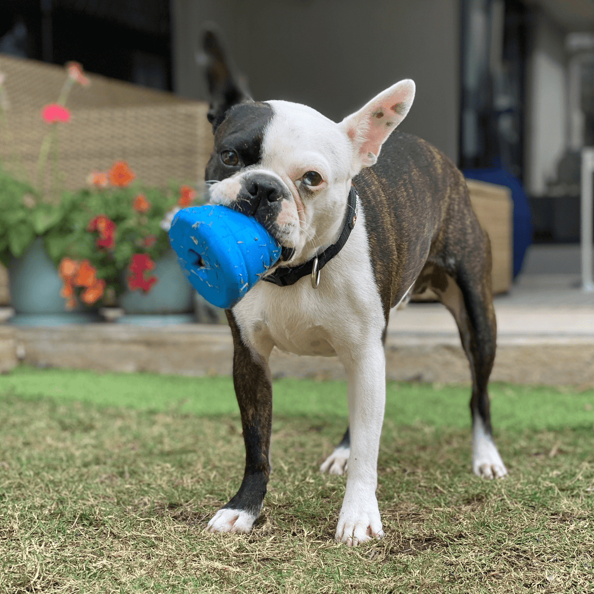Space Capsule-Dog Toy-Rover Pet Products