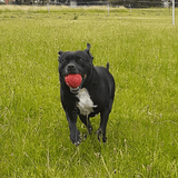 Stars & Stripes Ball-Dog Toy-Rover Pet Products