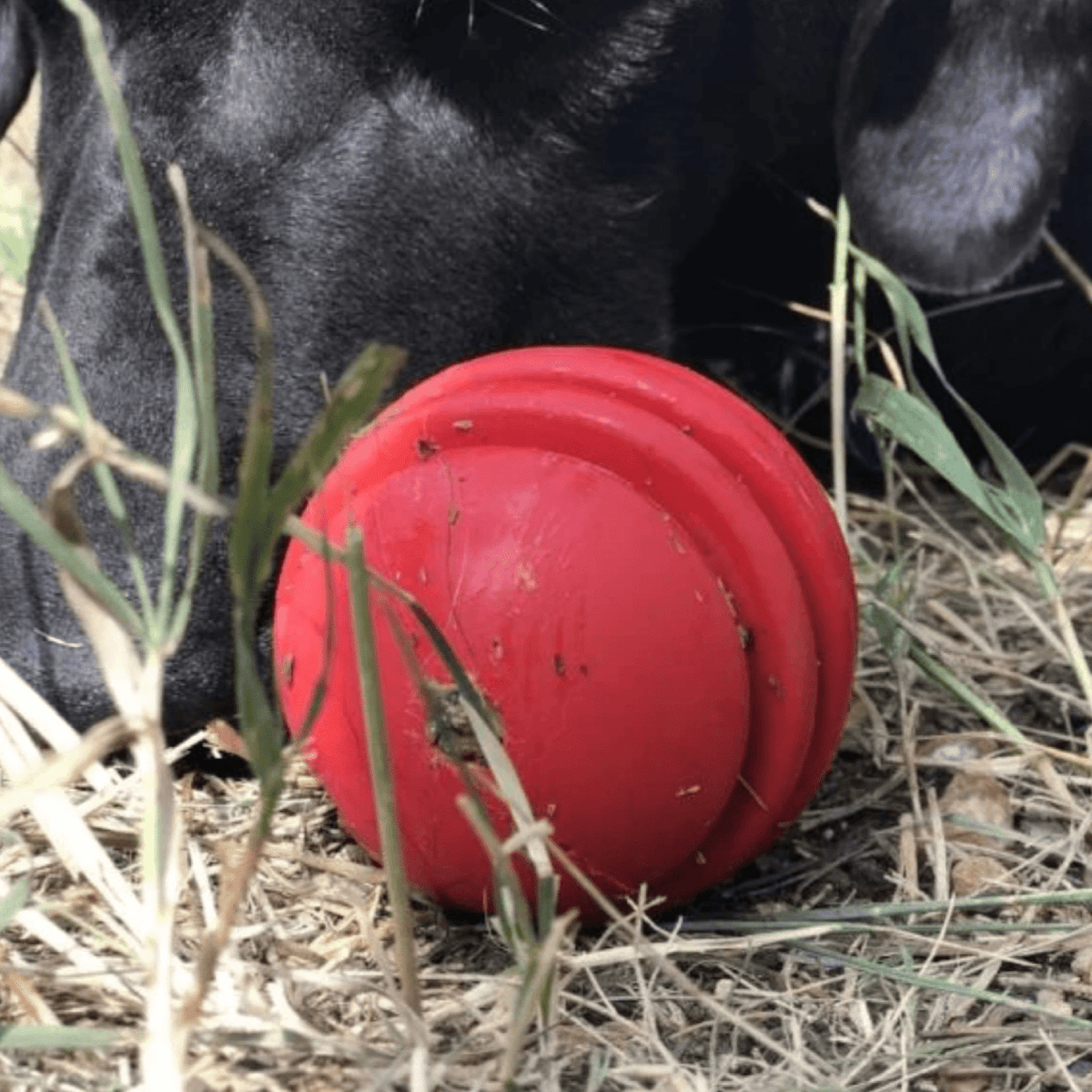 Stars & Stripes Ball-Dog Toy-Rover Pet Products