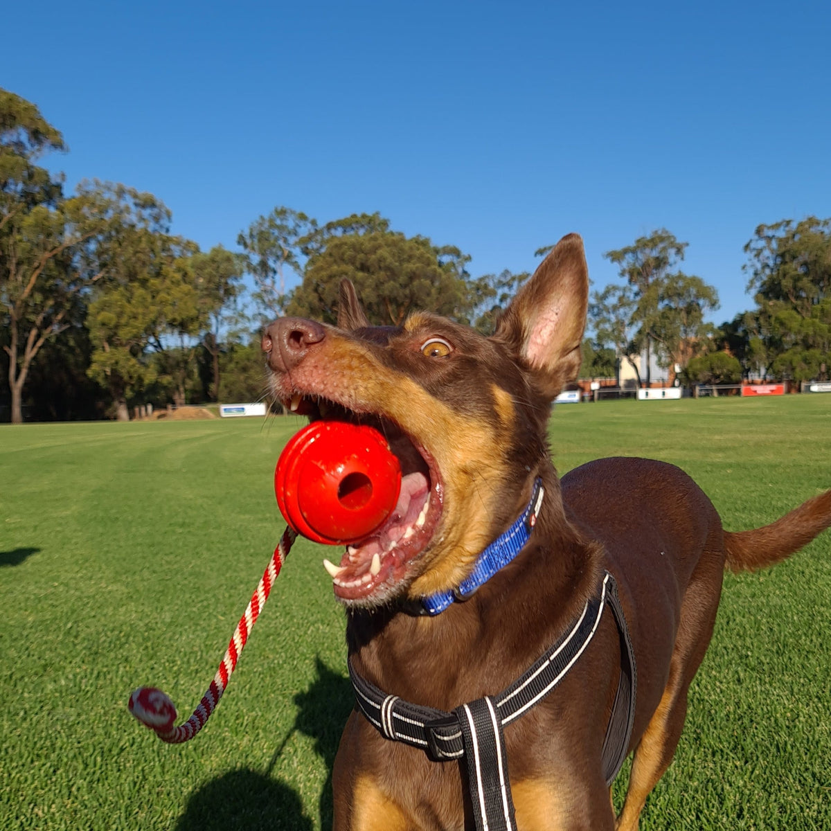 Stars & Stripes Ball Reward Toy-Dog Toy-Rover Pet Products