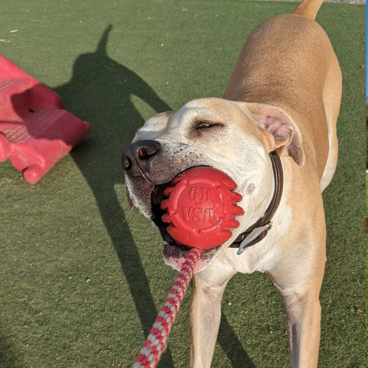 Stars & Stripes Ball Reward Toy-Dog Toy-Rover Pet Products