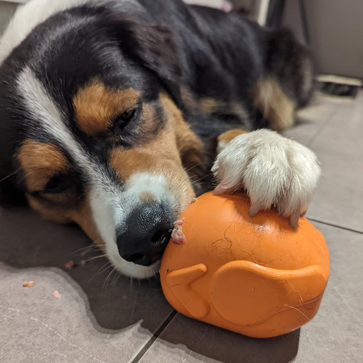 Turkey-Dog Toy-Rover Pet Products