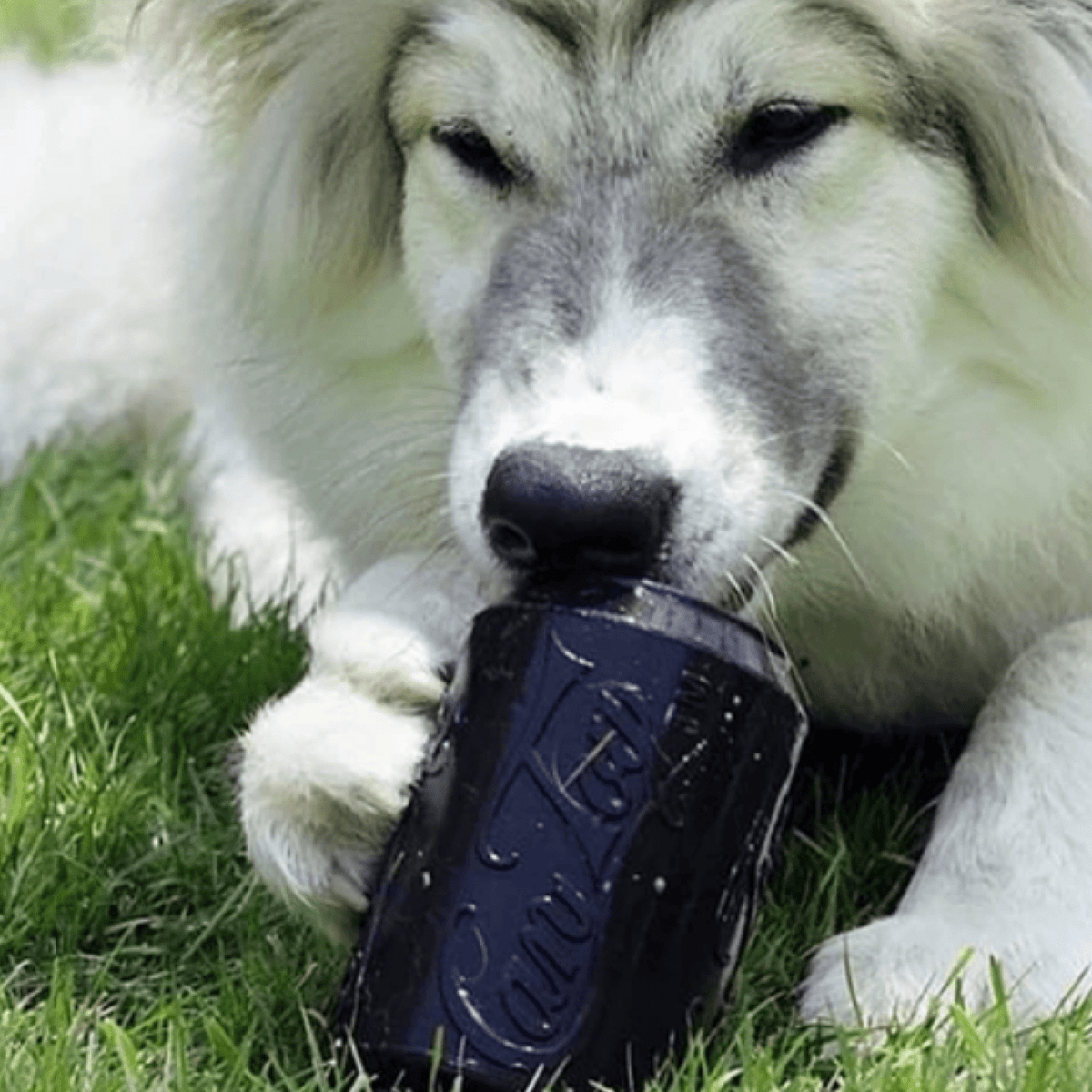 Magnum Can Toy (Power Chewers)-Dog Toy-Rover Pet Products