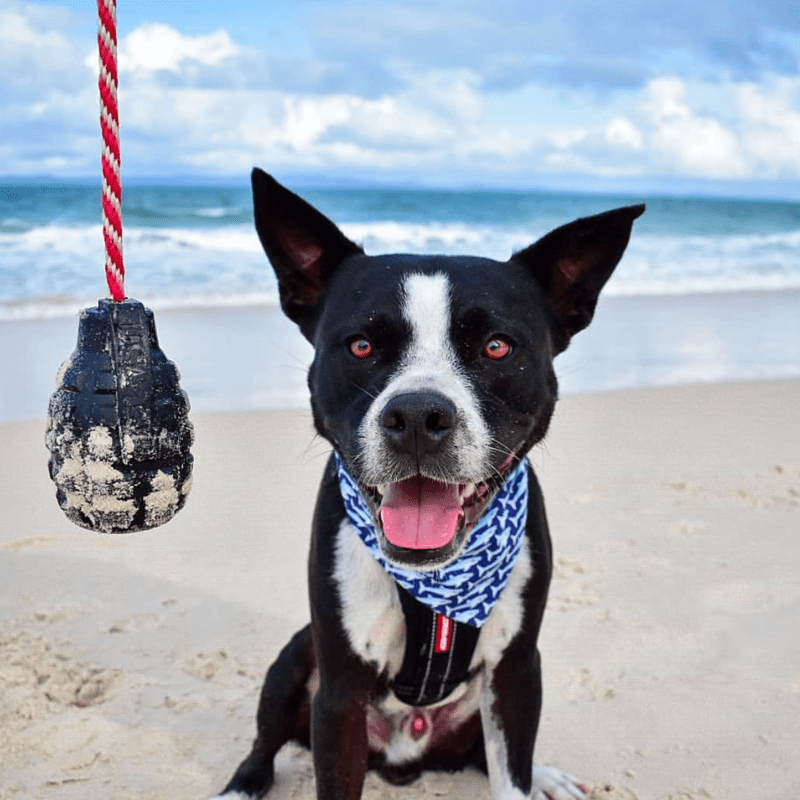 Magnum Grenade Reward Toy (Power Chewers)-Dog Toy-Rover Pet Products