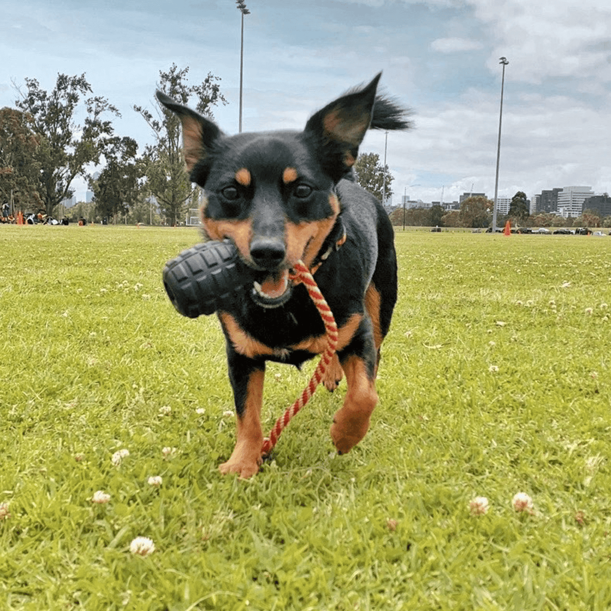 Magnum Grenade Reward Toy (Power Chewers)-Dog Toy-Rover Pet Products
