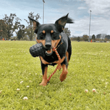 Magnum Grenade Reward Toy (Power Chewers)-Dog Toy-Rover Pet Products