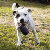 Magnum Grenade Reward Toy (Power Chewers)-Dog Toy-Rover Pet Products