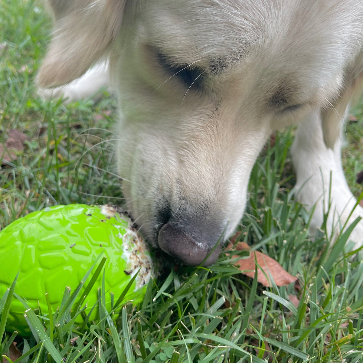 Dinosaur Egg-Dog Toy-Rover Pet Products