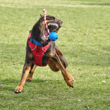 Cherry Bomb-Dog Toy-Rover Pet Products