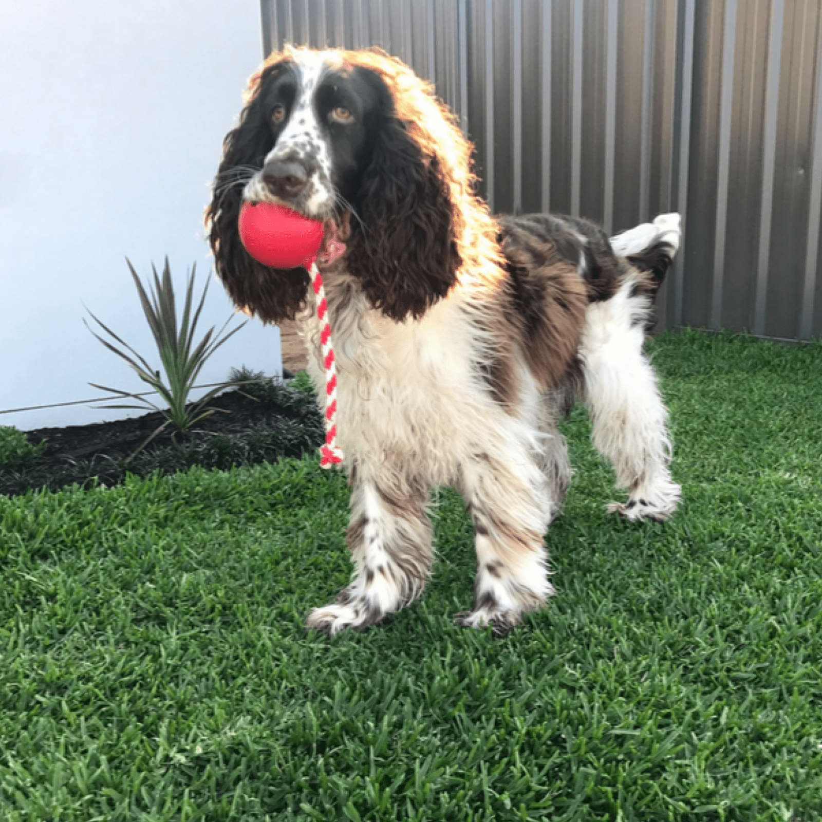 Cherry Bomb-Dog Toy-Rover Pet Products