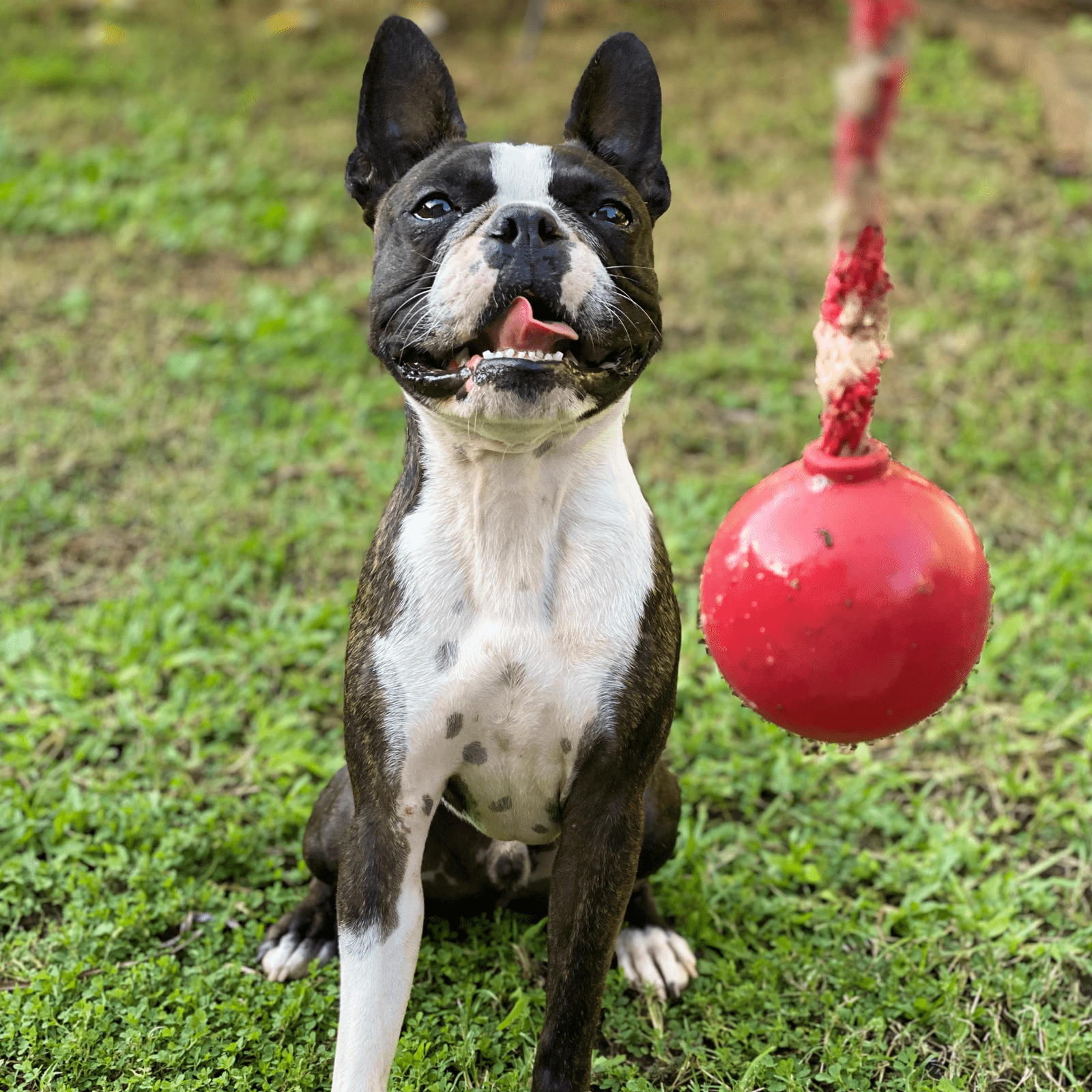 Cherry Bomb-Dog Toy-Rover Pet Products